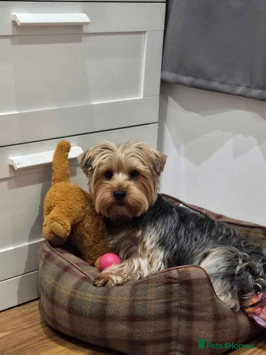 Yorkshire Terrier dogs for sale: Yorkshire Terrier for sale - Image 6