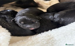 German Shepherd dogs for sale: German Shepherd puppies  - Image 7