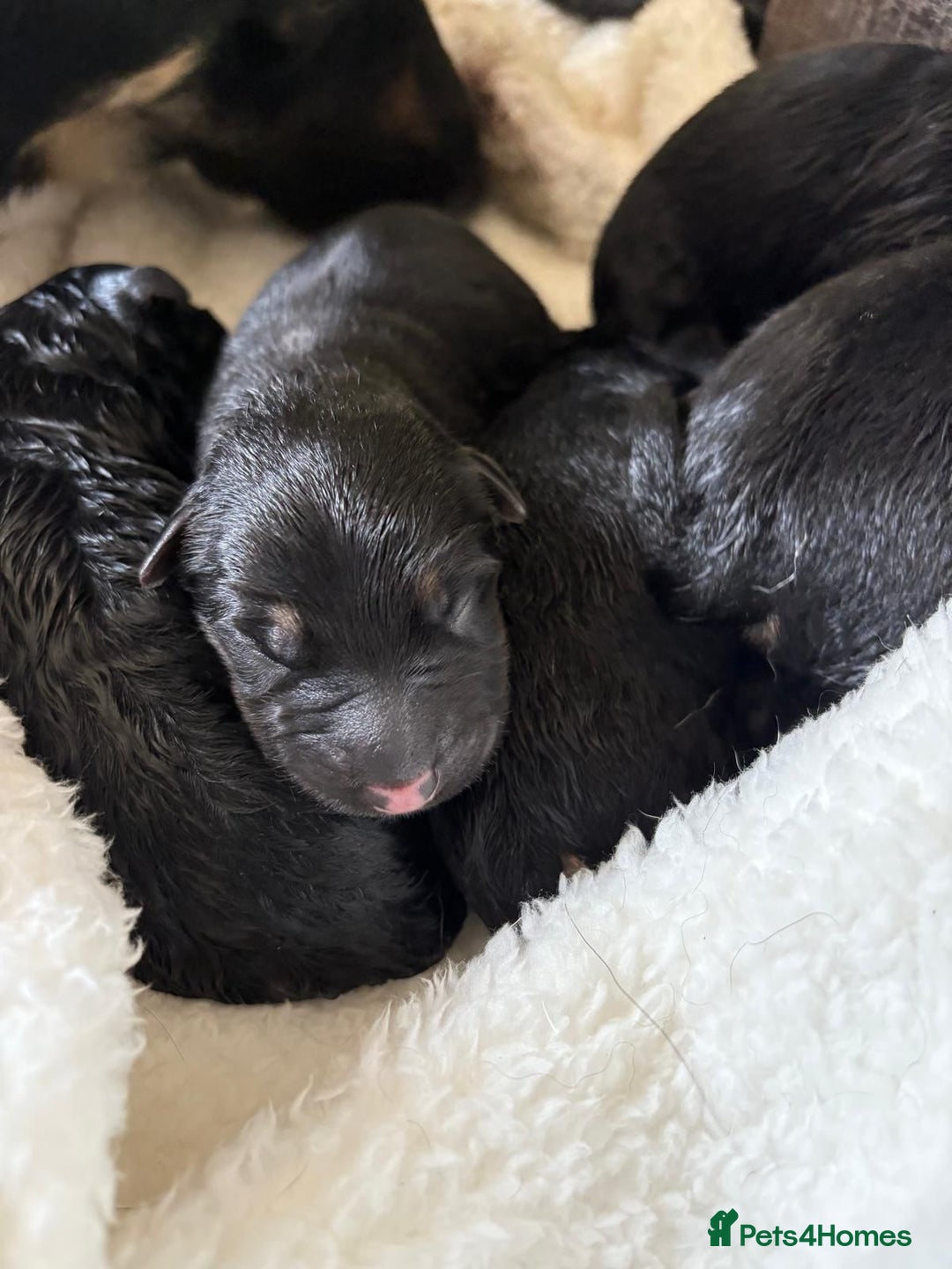 German Shepherd dogs for sale: German Shepherd puppies  - Image 7