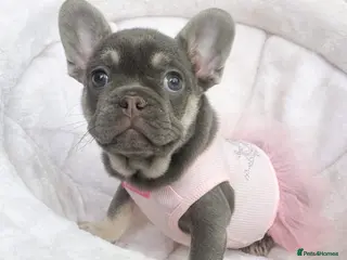 French Bulldog dogs READY NOW! 1 GIRL LEFT. BLUE & TAN FRENCH BULLDOG - Advert 4