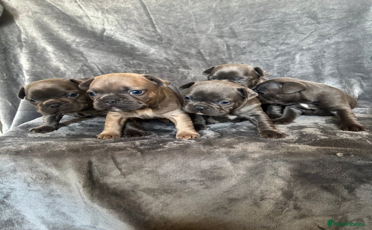 French Bulldog dogs - Advert 13