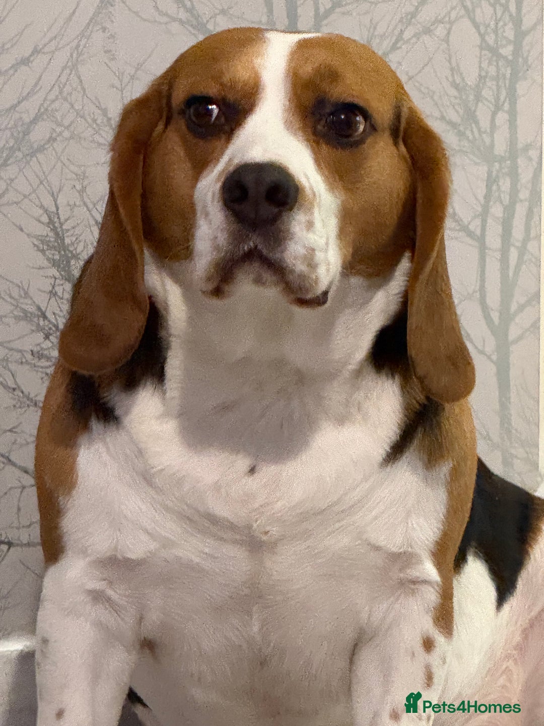 Beagle dogs for sale: Lots of space needed  - Image 3