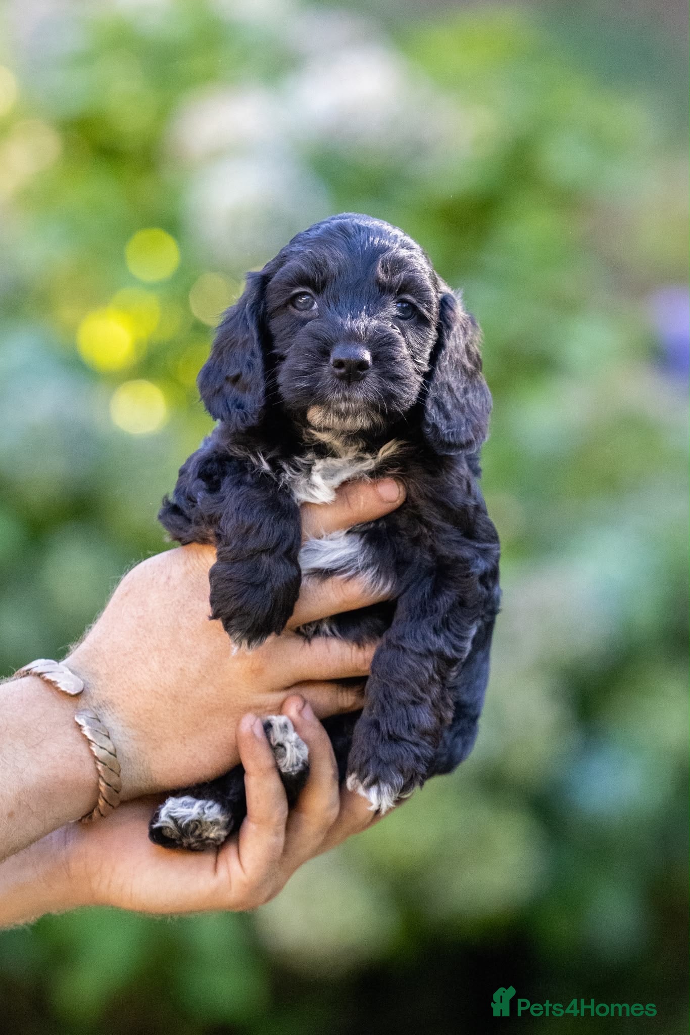 Cockapoo dogs 7 Beautiful F1 Cockapoo’s  - Advert 1