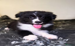 Border Collie dogs for sale: Champion line pups from health tested parents   - Image 1