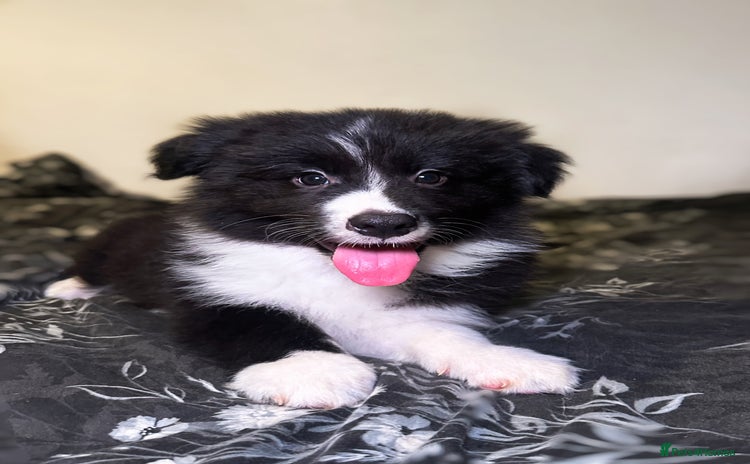 Border Collie dogs - Advert 1