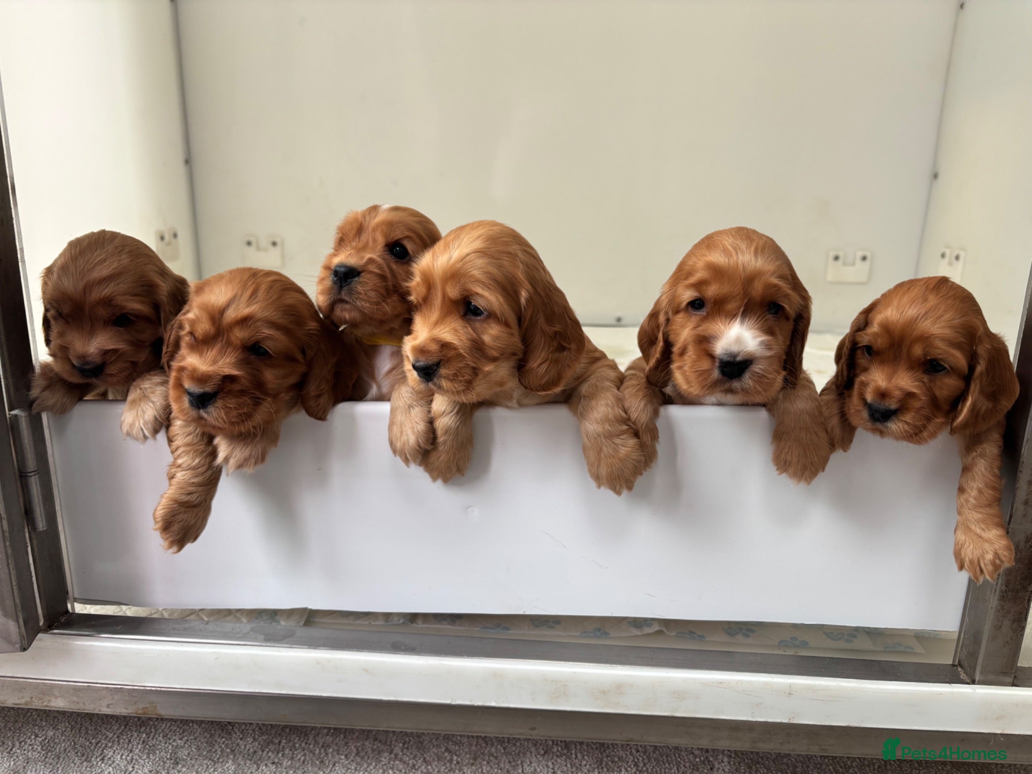 Cocker Spaniel dogs KC SHOW COCKER SPANIEL PUPS GOLDEN - Advert 1