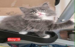 Mixed Breed cats for sale: Lovely Persian mix kittens - Image 4