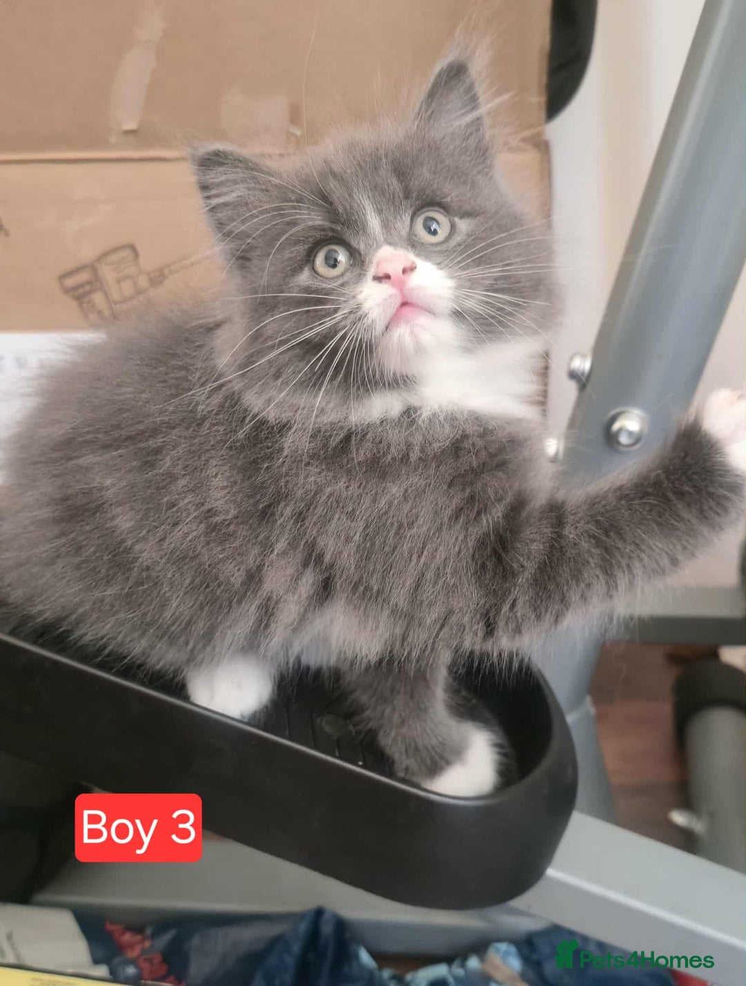 Mixed Breed cats for sale: Lovely Persian mix kittens - Image 4