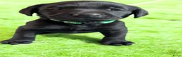 Labrador Retriever dogs for sale: KC Reg -Exceptional Labrador puppies  - Advert 12