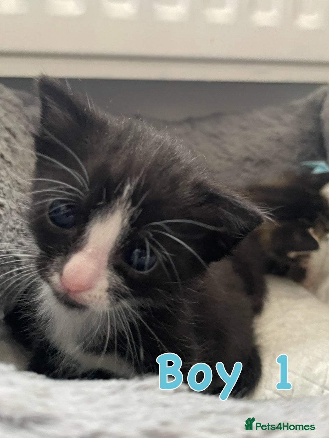 Mixed Breed cats for sale: 4 Beautiful Kitten - Advert 4