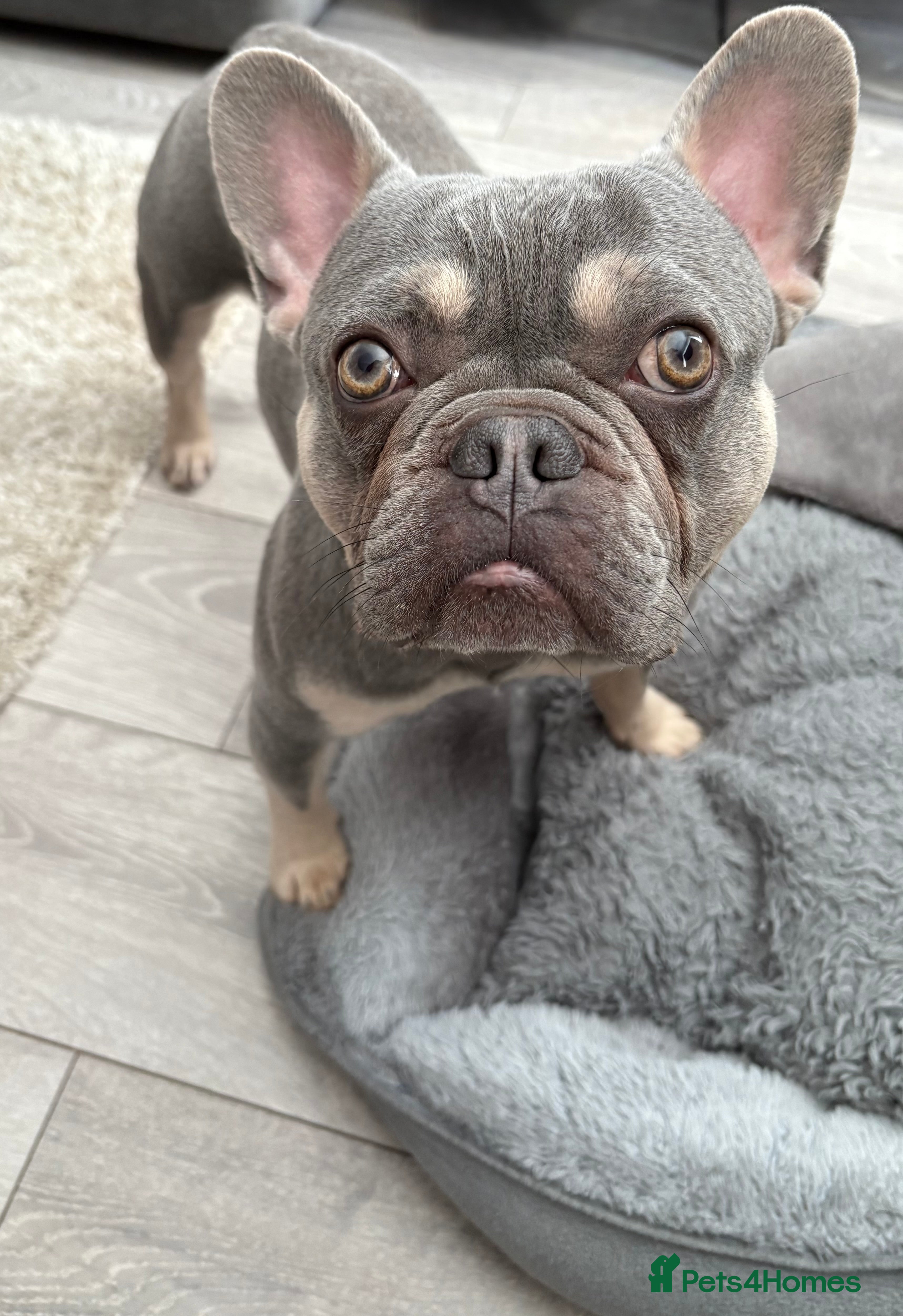 French Bulldog dogs Rocco 3yr 6mths Frenchie - Advert 1