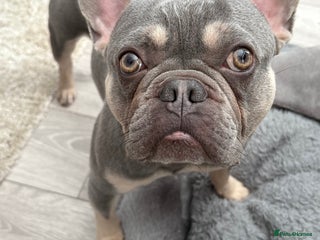 French Bulldog dogs Rocco 3yr 6mths Frenchie - Advert 5
