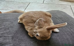 Mixed Breed rabbits for sale: Baby Bunnies Looking For New Homes - Image 8