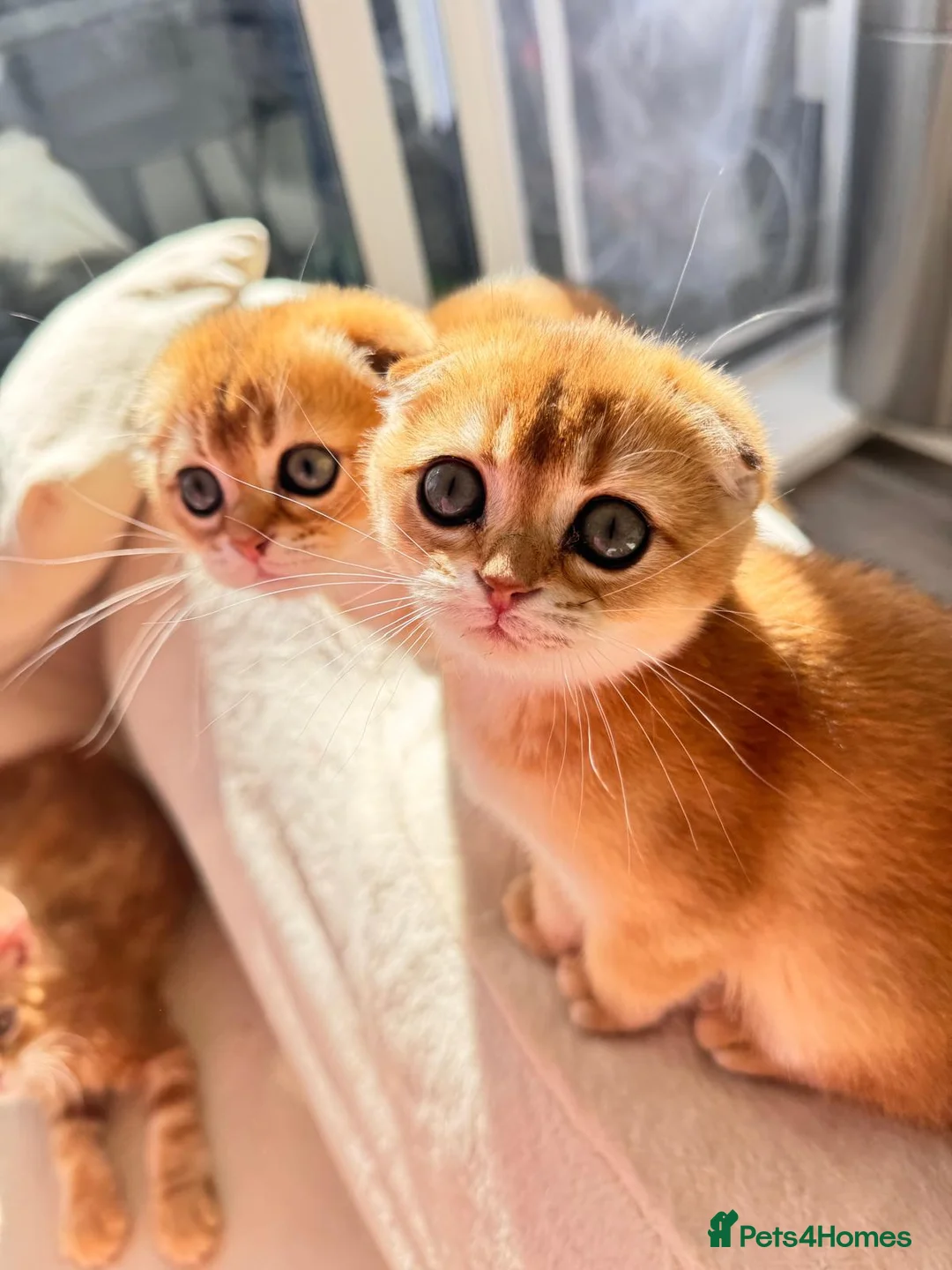 Scottish Fold cats for sale: Cute 🥰 Scottish fold TICA register  - Advert 2