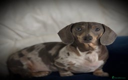 Miniature Dachshund dogs for sale: Miniature dachshund puppies  - Image 11