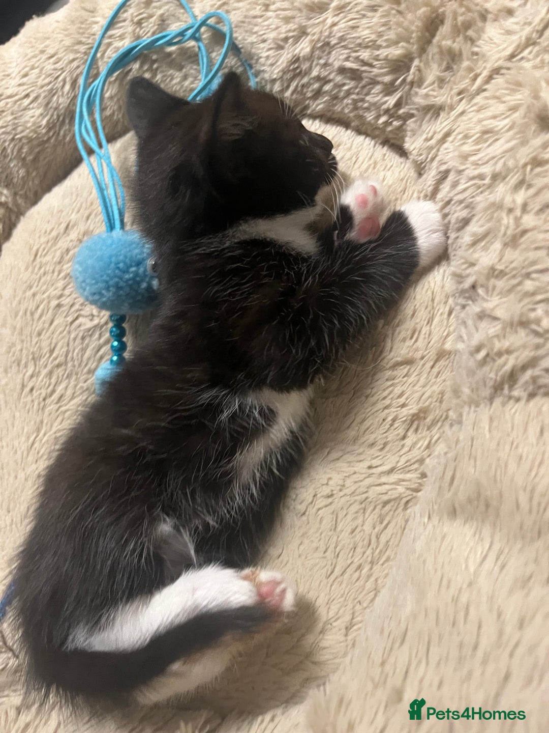 Mixed Breed cats for sale: 🐾 Handsome 6 week Blue eyed Tuxedo Boy  - Advert 4