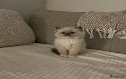 Ragdoll cats for sale: True to type, pure bred Ragdoll kittens  - Image 9