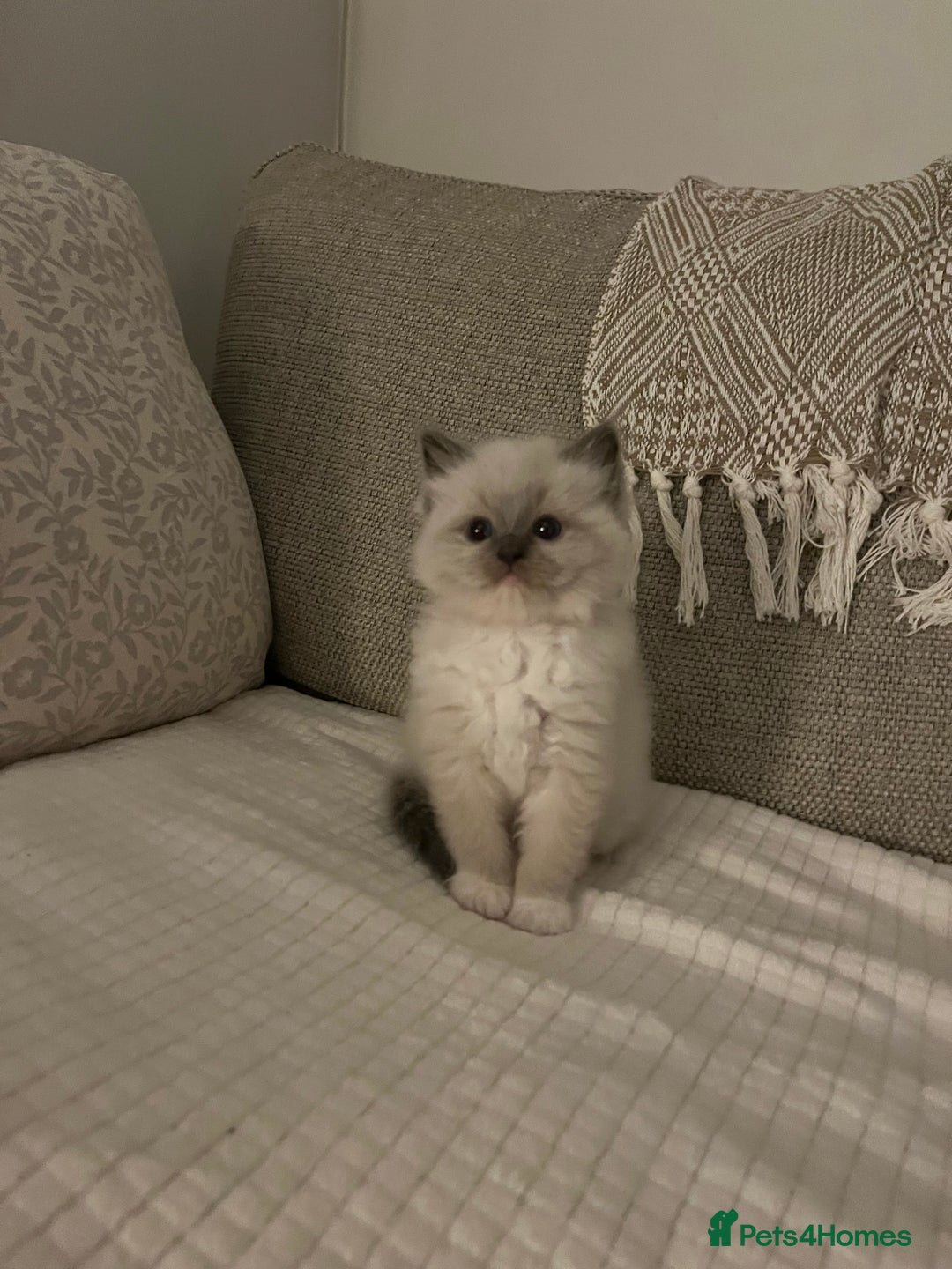 Ragdoll cats for sale: True to type, pure bred Ragdoll kittens  - Image 9