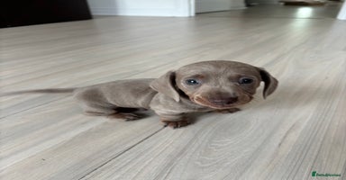 Miniature Dachshund dogs - Advert 9