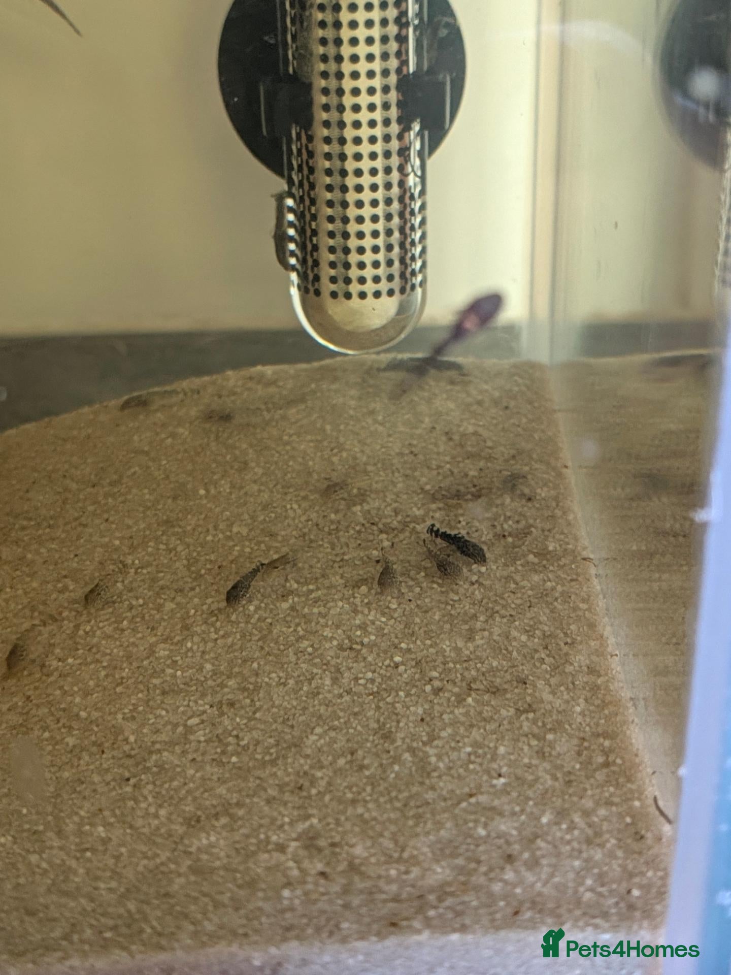 Plecos fish Bristlenose plecos  - Advert 9