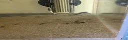 Plecos fish for sale: Bristlenose plecos  in Cambridge - Advert 1