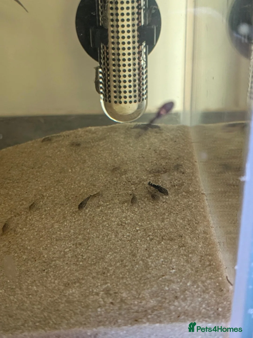 Plecos fish for sale: Bristlenose plecos  in Cambridge - Advert 1