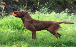 Labrador Retriever dogs for sale: KC reg health tested lab pups  - Image 7