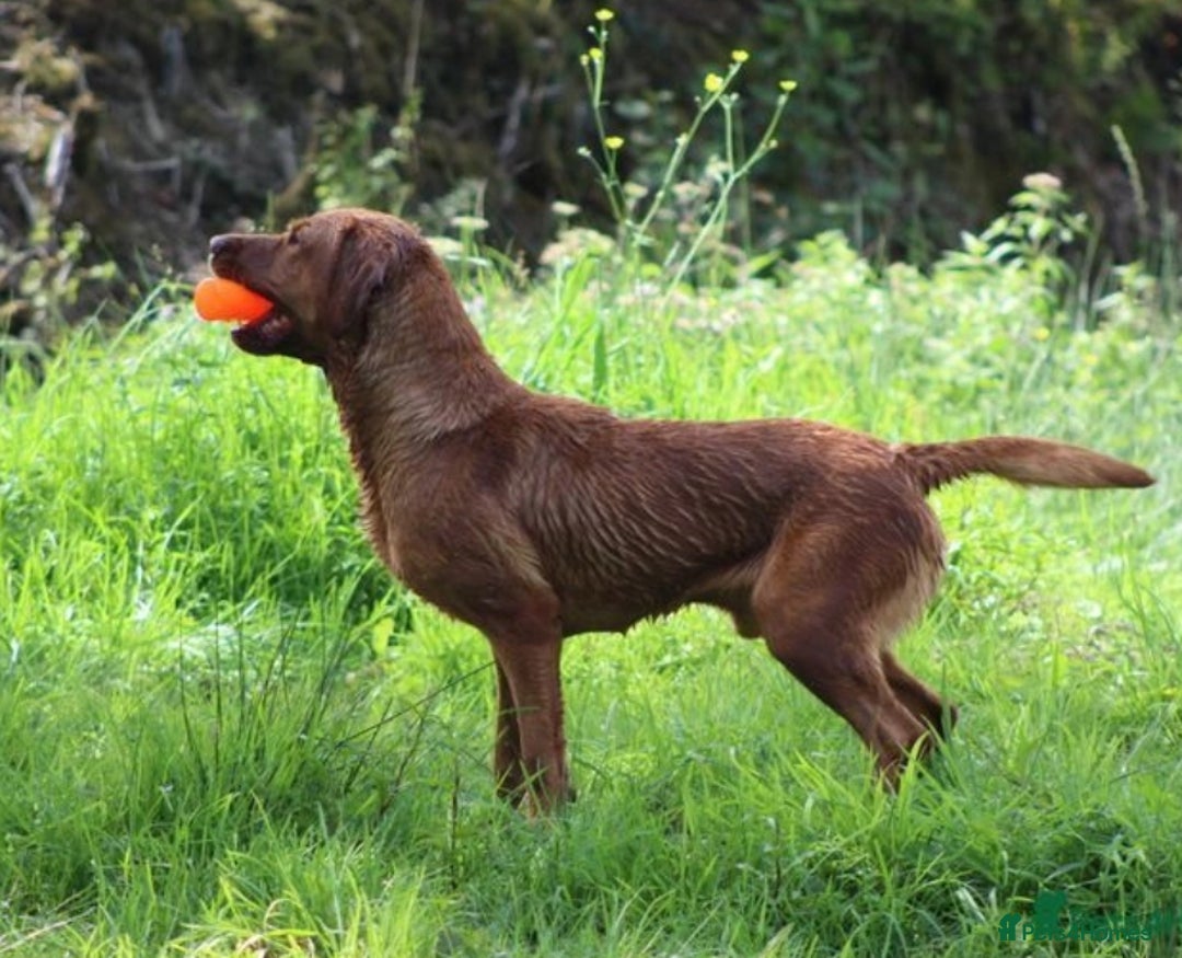 Labrador Retriever dogs for sale: KC reg health tested lab pups  - Image 7