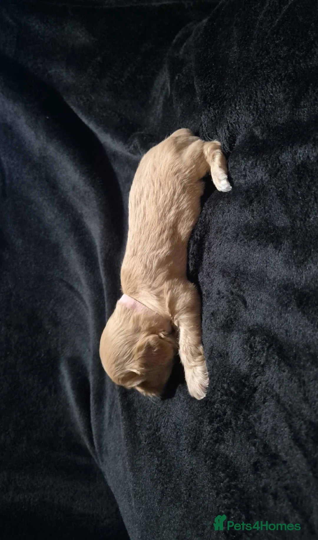 Cava Tzu dogs for sale: Cava-Tzu pups - Advert 14