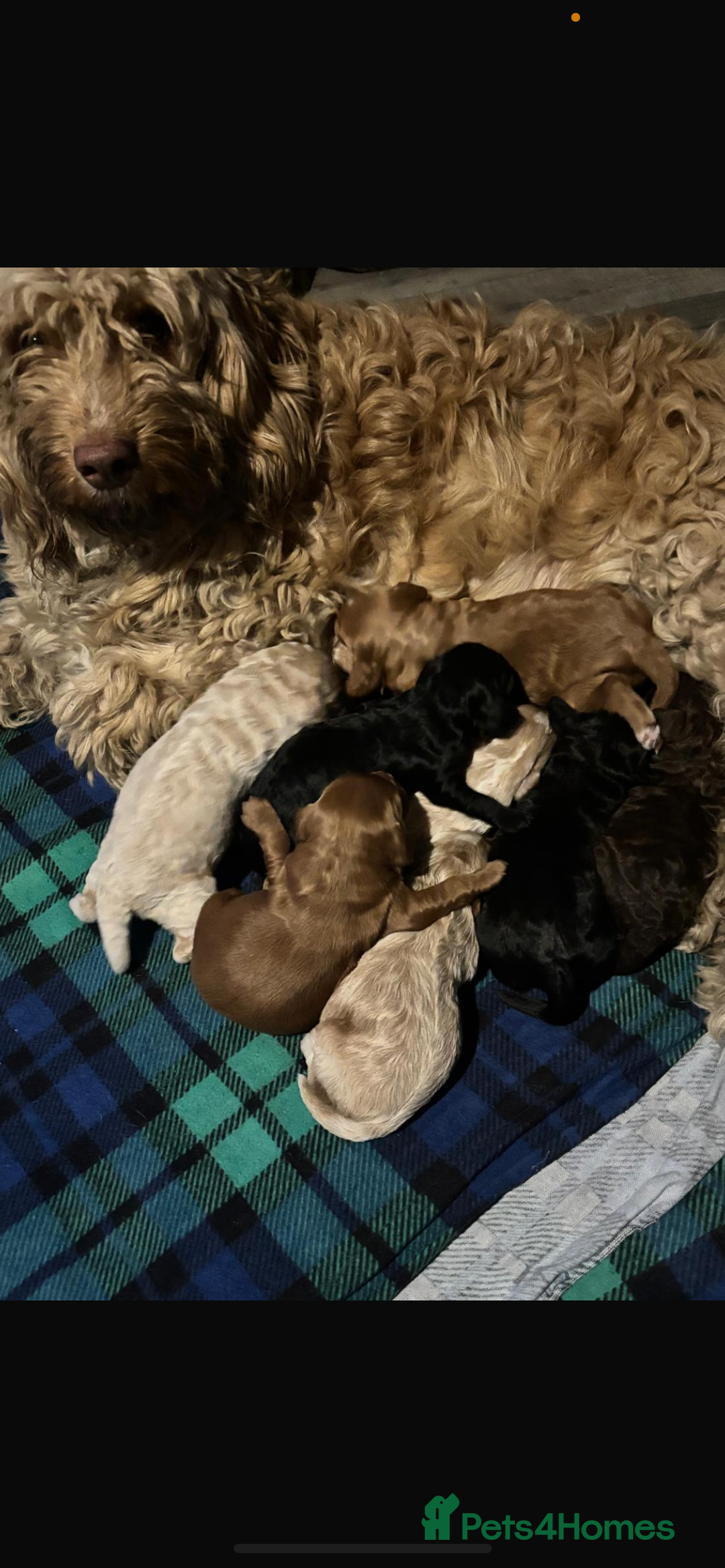 Cavapoo dogs for sale: F1b cavapoo fur babies therapy dog lines  - Image 2