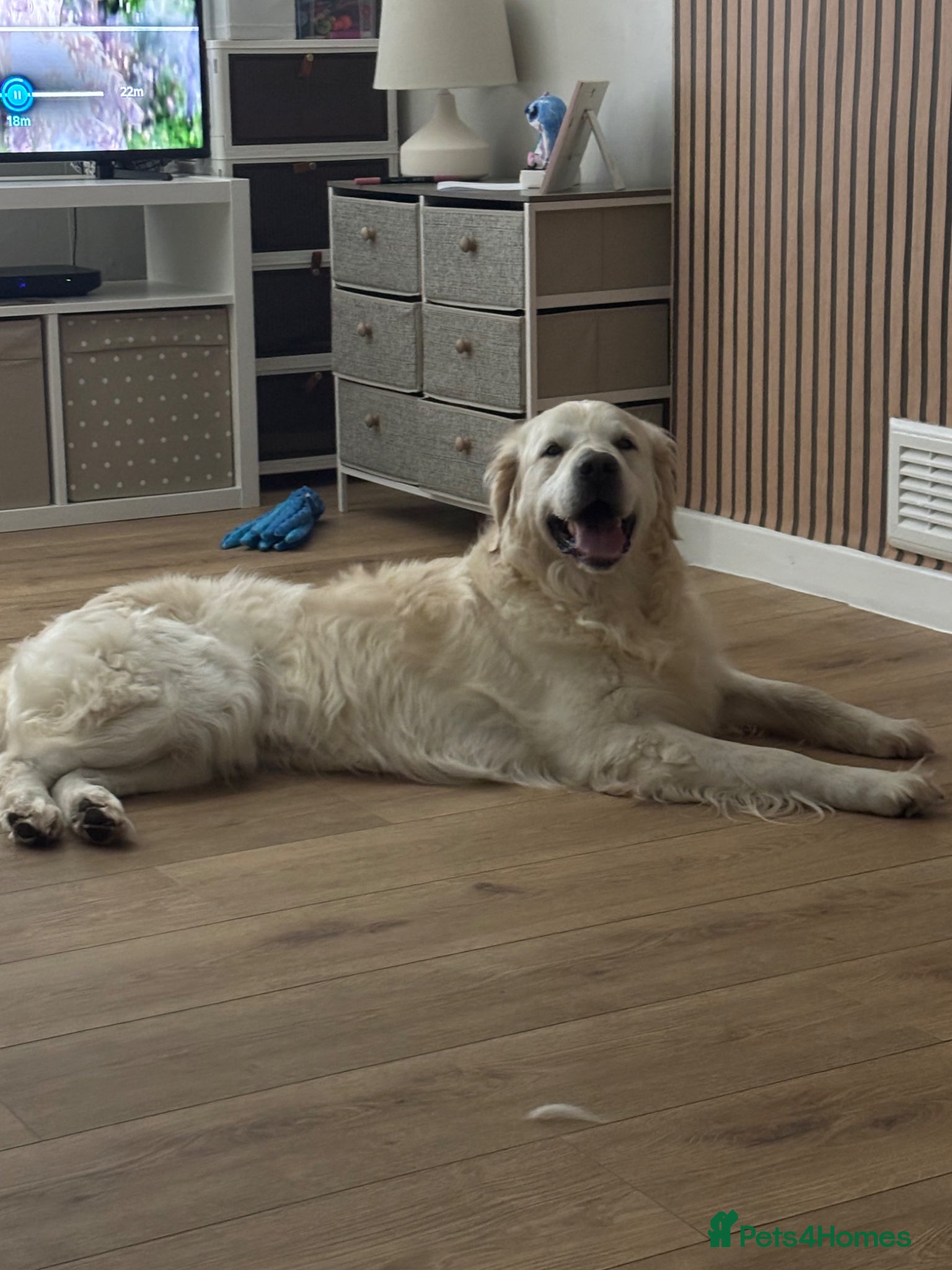 Golden Retriever dogs Golden retriever for stud  - Advert 1