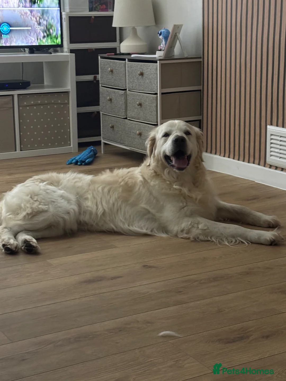 Golden Retriever dogs for stud: Golden retriever for stud  in Kilbirnie - Advert 1