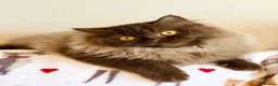 British Longhair cats for sale: Chocolate BLH boys TICA registration  - Advert 1