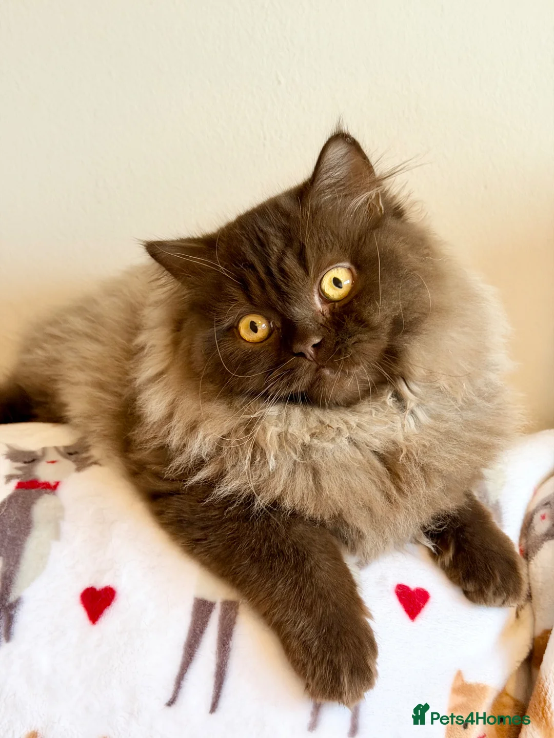 British Longhair cats for sale: Chocolate BLH boys TICA registration  - Advert 1