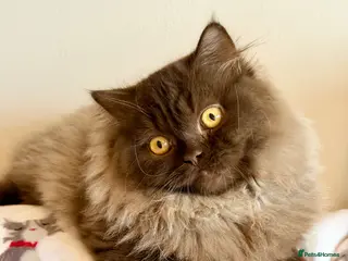 British Longhair cats Chocolate BLH boys TICA registration - Advert 3