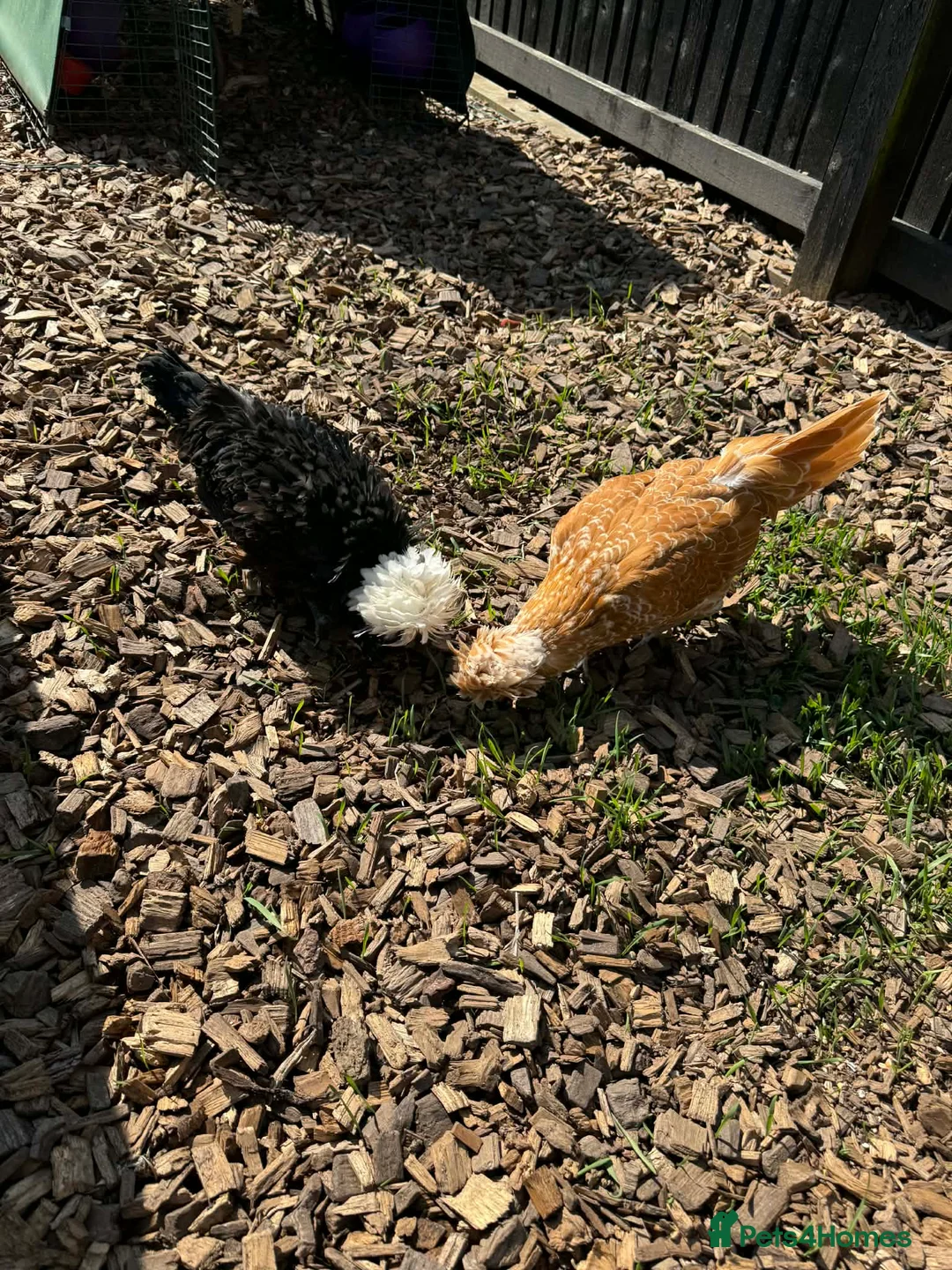 Chickens poultry for sale: 2 x polish hens in Lydney - Advert 2