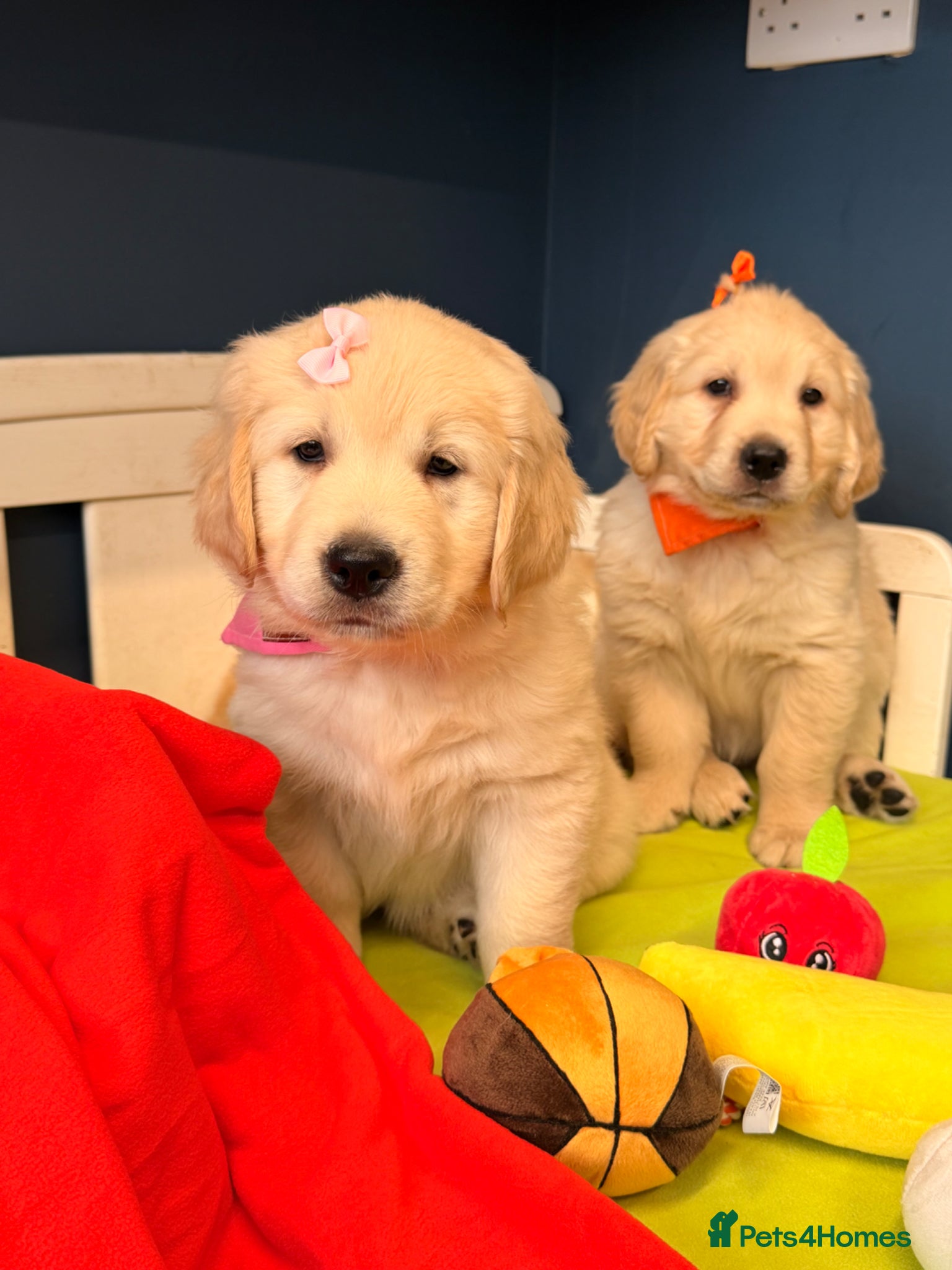 Golden Retriever dogs for sale: 🐶 Gorgeous Chunky type Golden Retriever Puppies🐶 - Advert 4