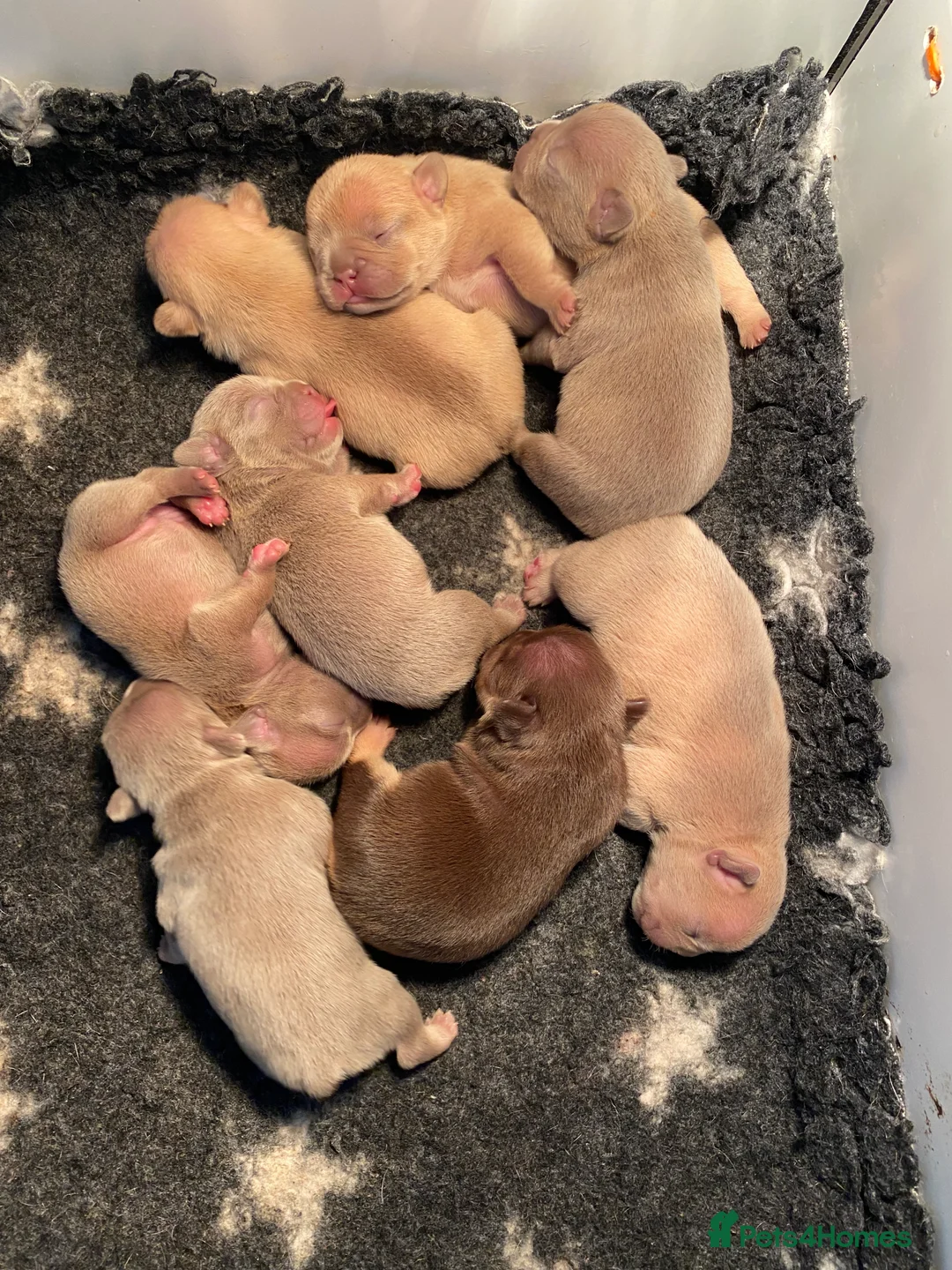 French Bulldog dogs for stud: ISABELLA NEWSHADE AND TAN CREAM CARRIER STUD in Boston - Advert 34