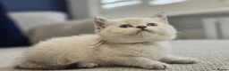 British Shorthair cats for sale: Beautiful White British Shorthair adorable Kittens - Advert 15