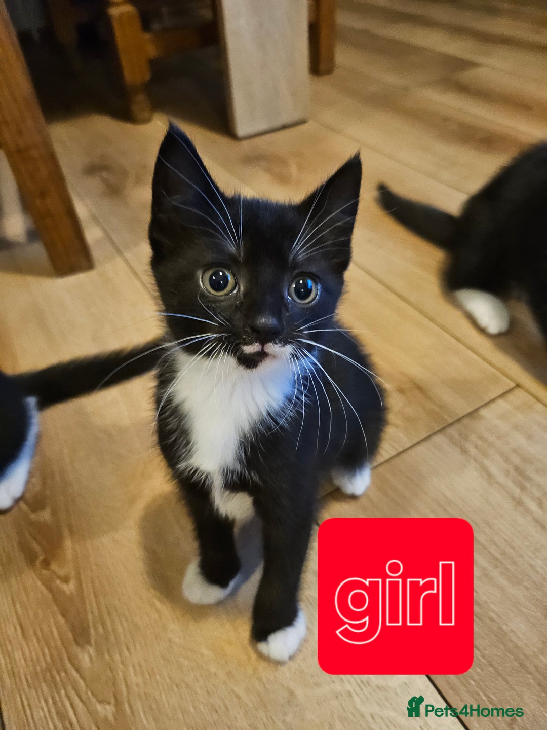 Mixed Breed cats for sale: 4 sweet little kittens Ready for a New Home  - Image 4