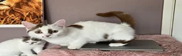 Munchkin cats for sale: Super short legs Munchkin kittens  - Advert 22