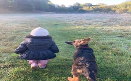 German Shepherd dogs for sale: Beautiful Hermaphrodite German Shepherd Puppy - Image 9