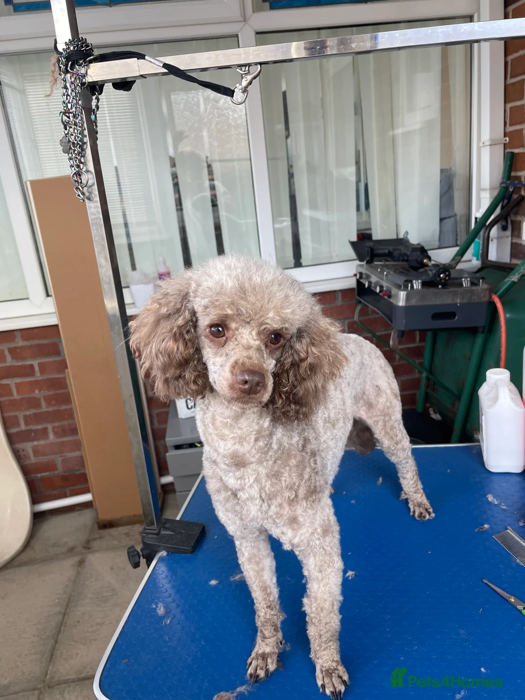 Miniature Poodle dogs for stud: Kc chocolate miniature poodle in Wakefield - Advert 3