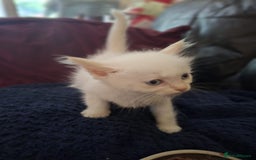 Ragdoll cats for sale: Beautiful Ragdoll x British long hair kittens  - Image 5
