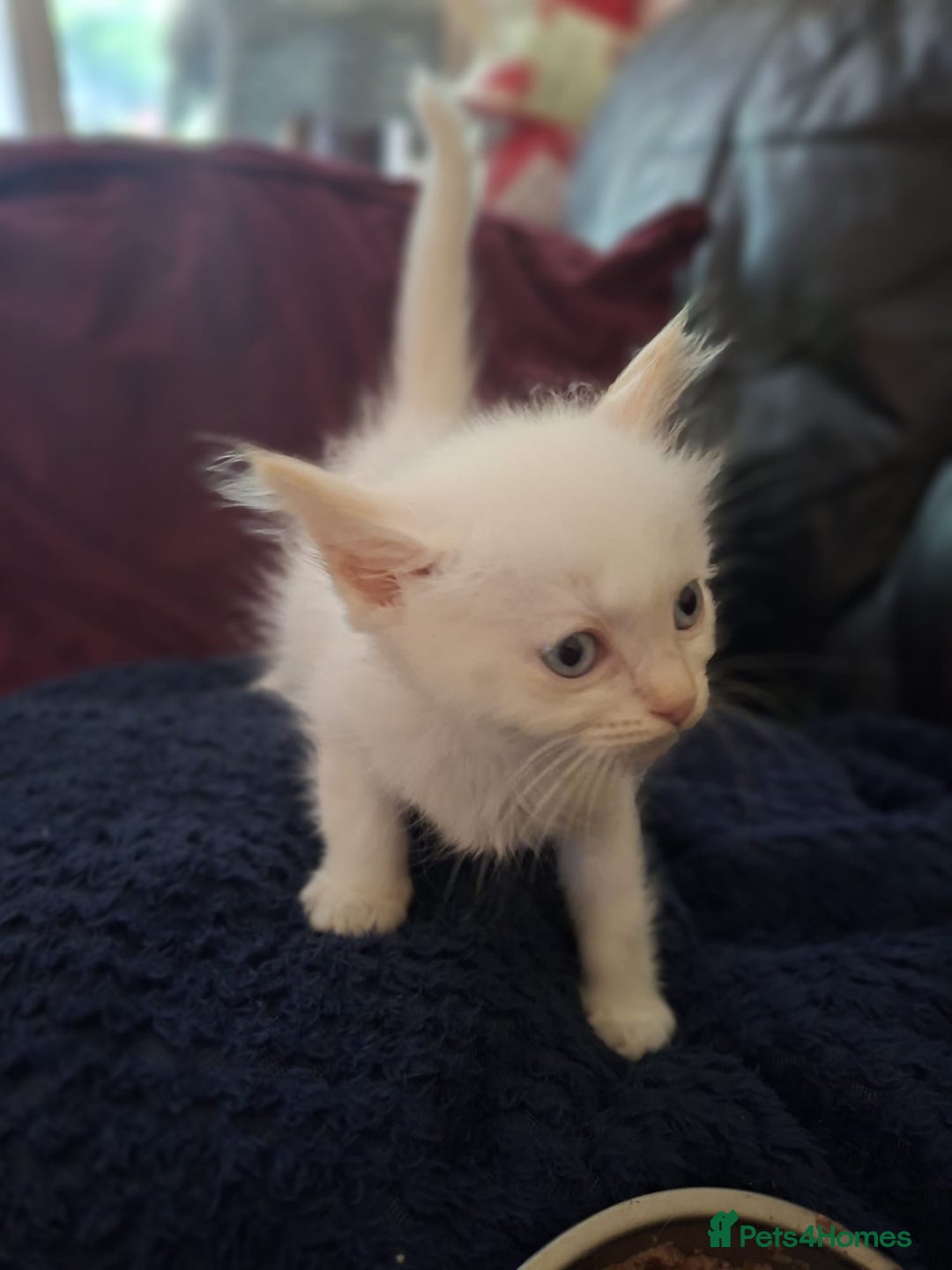 Ragdoll cats for sale: Beautiful Ragdoll x British long hair kittens  - Image 5