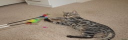 Bengal cats for sale: Stunning Silver Rosetted Bengal - Advert 8