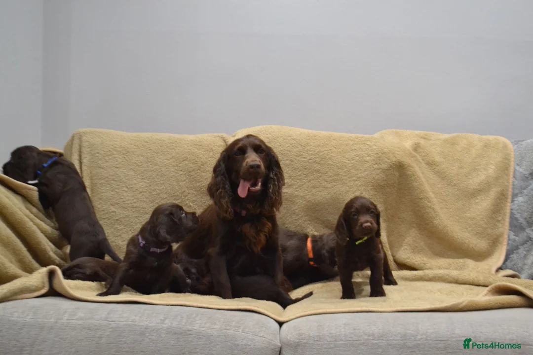 Cocker Spaniel dogs for sale: Chocolate Cocker Spaniel Puppies - Advert 2