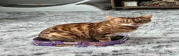 Bengal cats for sale: Female bengal  - Advert 2