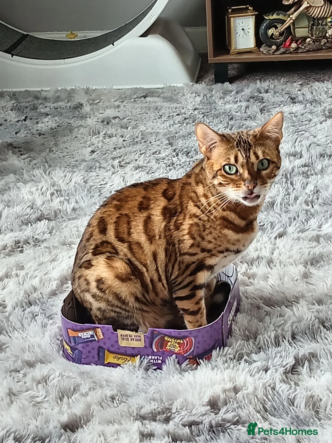 Bengal cats for sale: Female bengal  - Advert 2