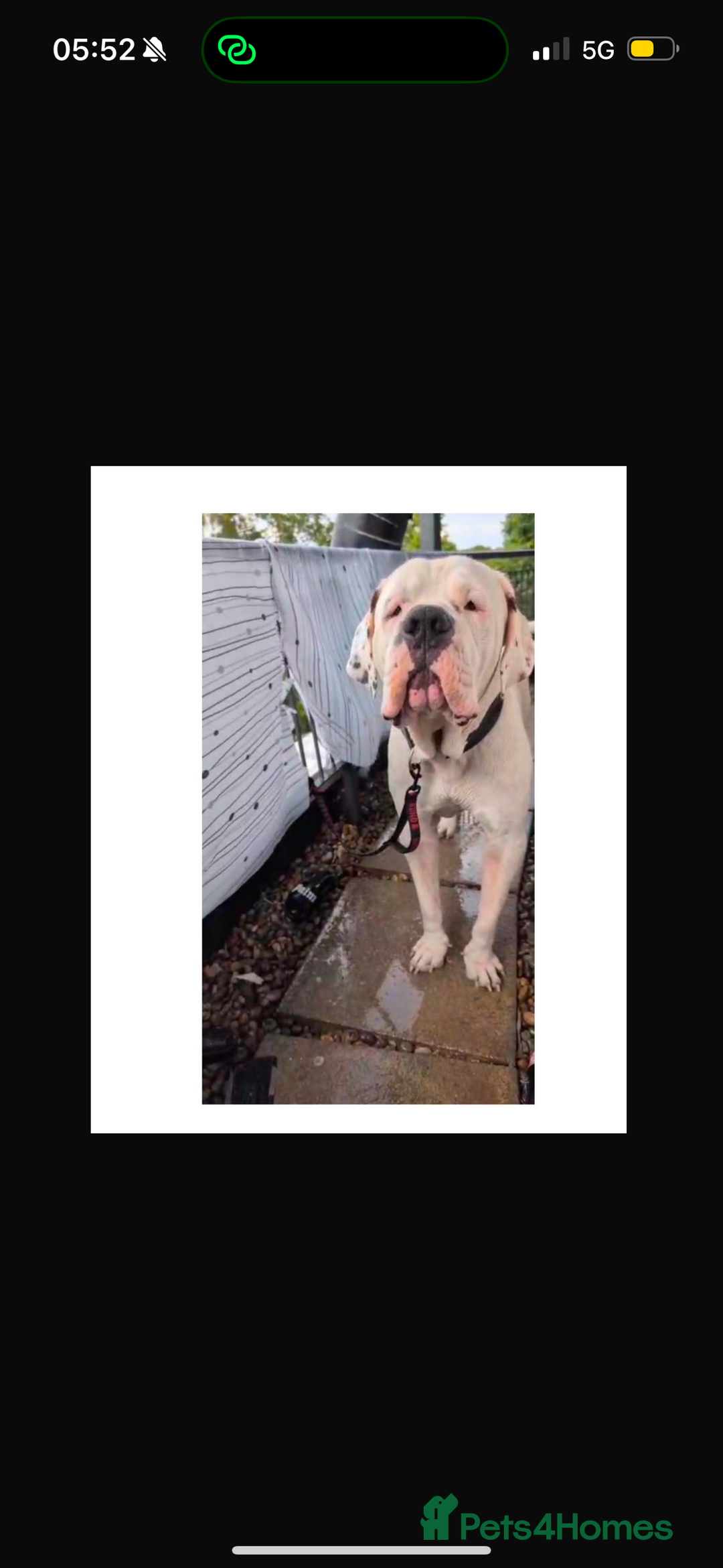 Mixed Breed dogs for sale: Pakistani Bully Kutta - Image 2